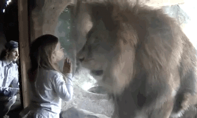 Menina pequena olhando para leão através de um vidro, ele tenta atacar e ela nem se altera
