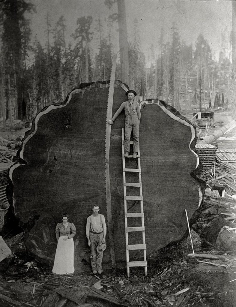 Foto antiga PB mostrando o tronco de uma arvore imensa e antiga derrubada e os lenhadores posando pra foto na frente dela